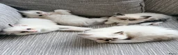 Ragdoll cats for sale: GCCF Ragdoll Kittens Championlines  - Advert 26