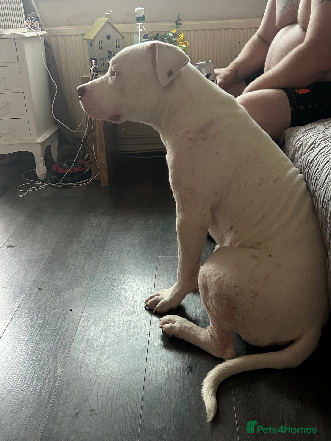 American Bull Staffy dogs for sale: American bull staffy & American bulldog hybrid  - Image 4