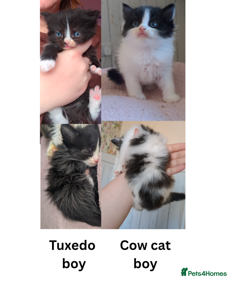 Mixed Breed cats 2 boy kittens left tuxedo and cow cat - Advert 1