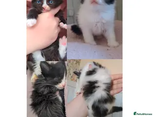 Mixed Breed cats 2 boy kittens left tuxedo and cow cat - Advert 1