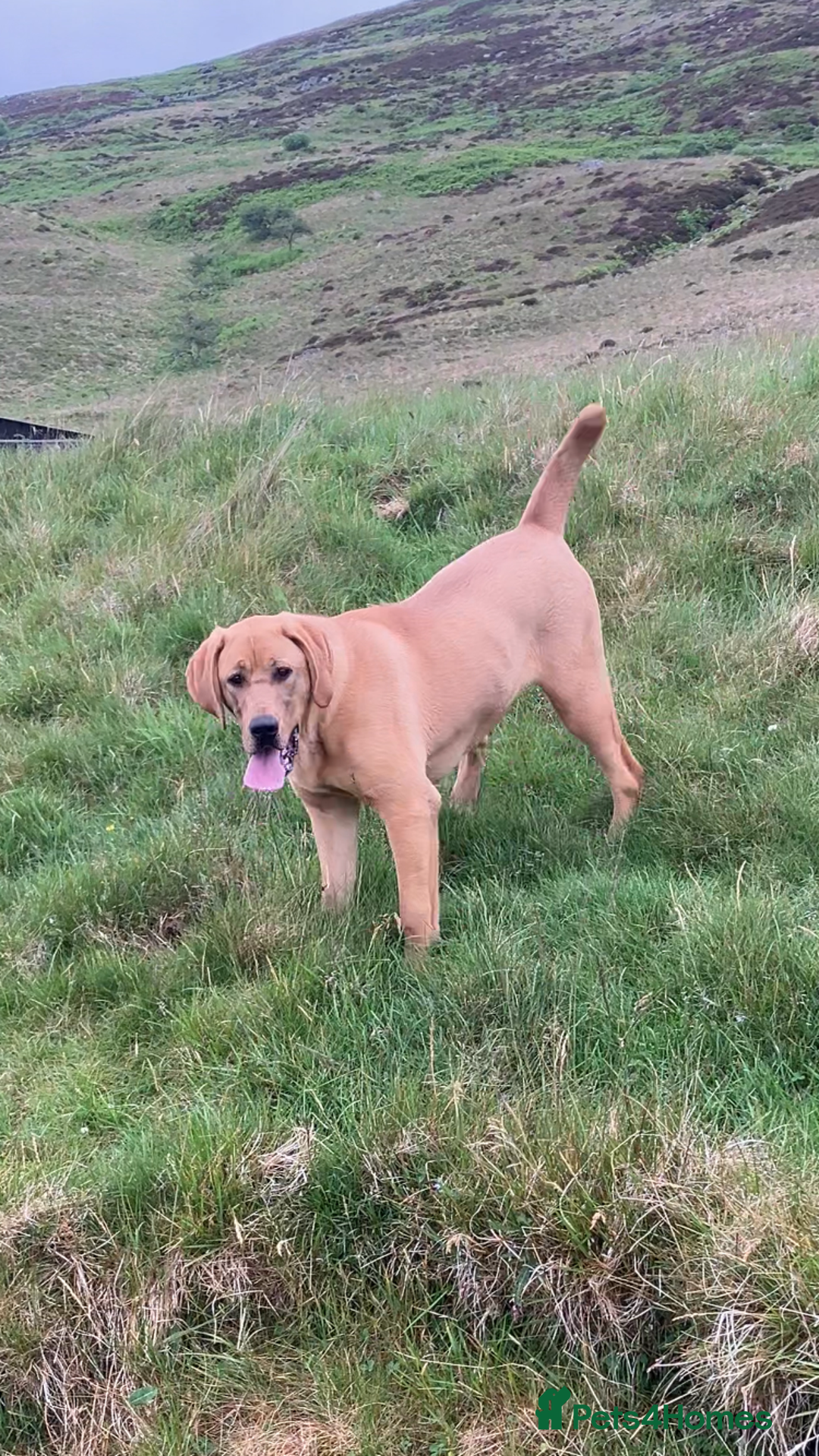 Mixed Breed dogs for sale: Lab pointer X - Image 2