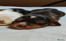 Cocker Spaniel dogs for sale: KC Registered Cocker Spaniels ready for Christmas - Image 18