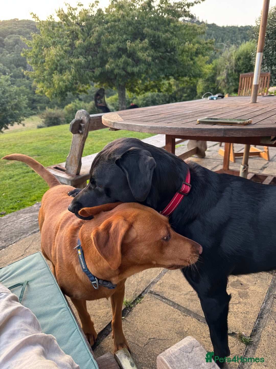 Labrador Retriever dogs for sale: Labrador Puppies  - Advert 10