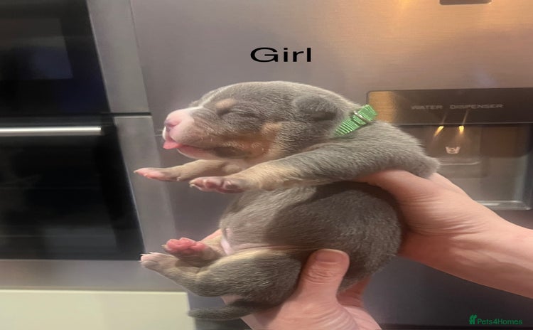 American Bully dogs - Advert 1