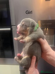 American Bully Puppy 1