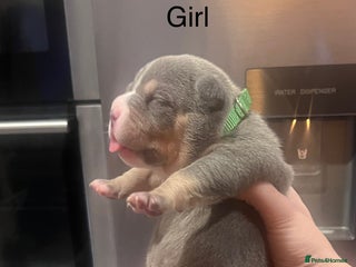 American Bully dogs - Advert 1