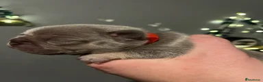 French Bulldog 4
