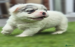 French Bulldog dogs for sale: FRENCHYS Kc from £2500 fluffy, Pink carriers - Image 13