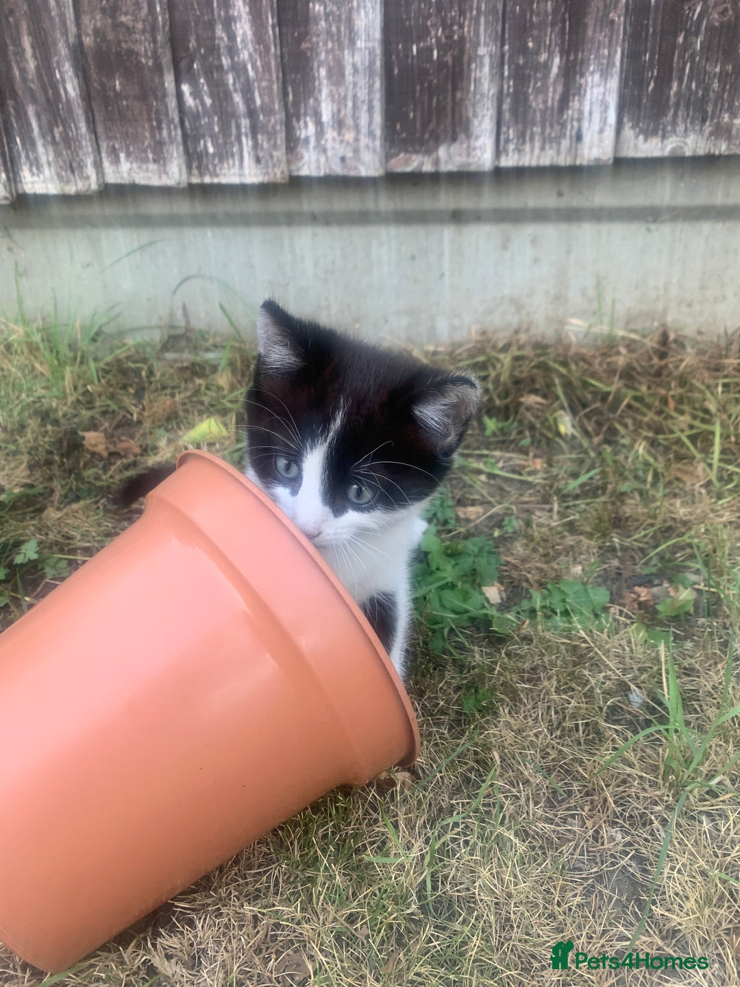 Mixed Breed cats for sale: Cute Tabby Kittens - Ready Now - Image 11