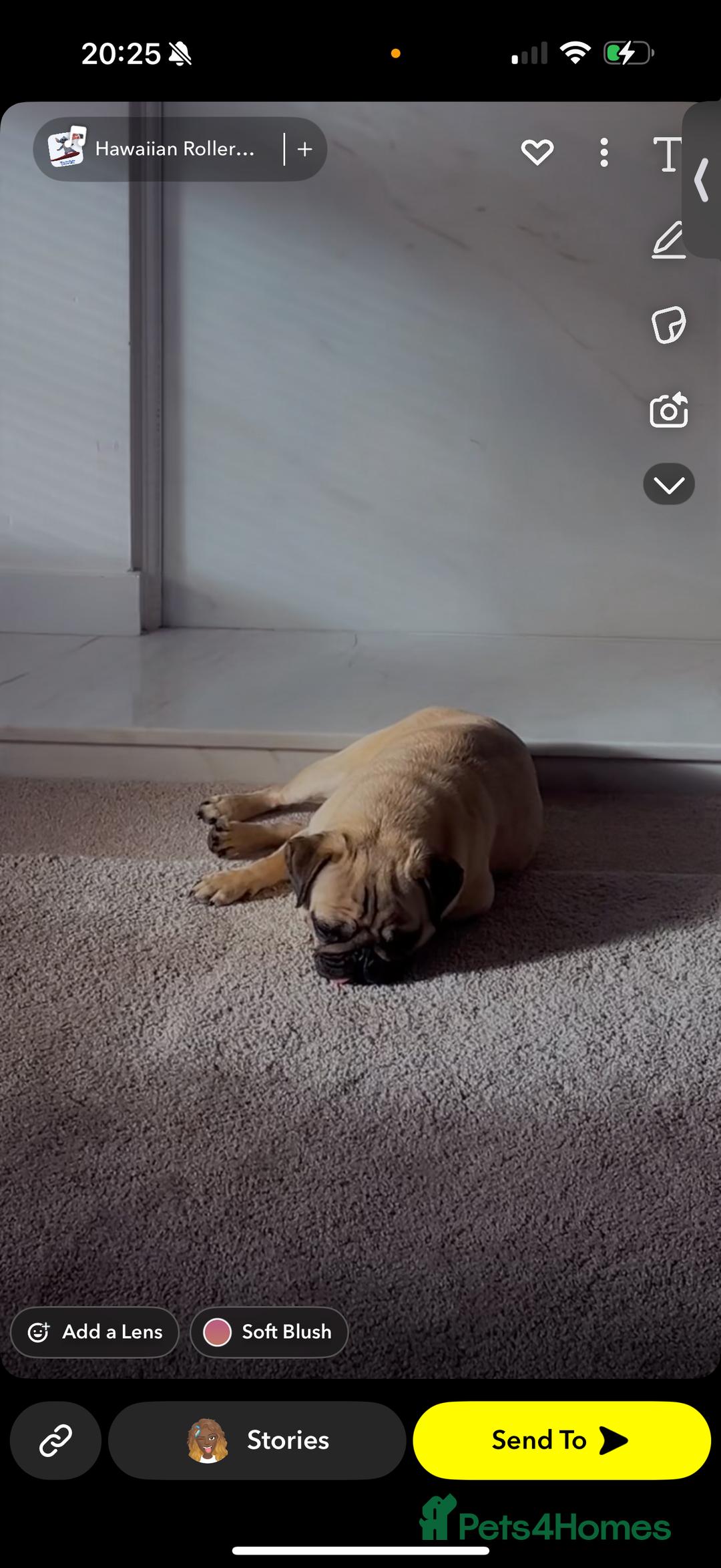 Pug dogs for sale: Beautiful pug - Advert 1