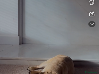 Pug dogs Beautiful pug - Advert 3