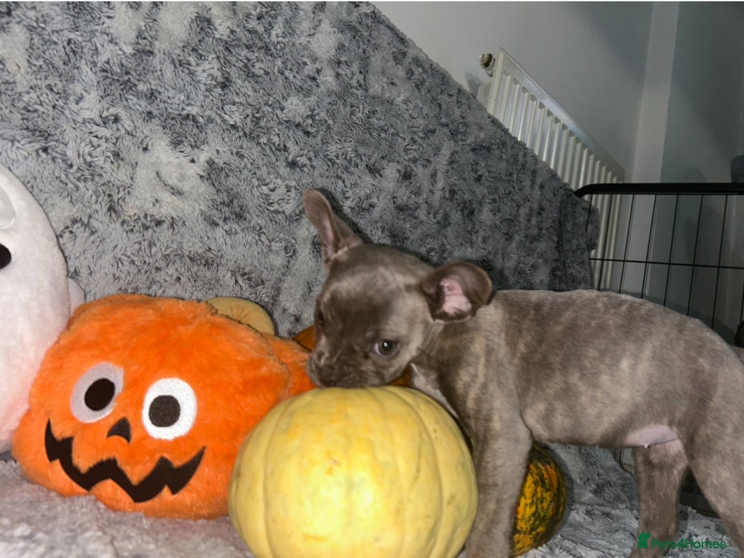 French Bulldog dogs for sale: French Bulldog pups - Advert 14