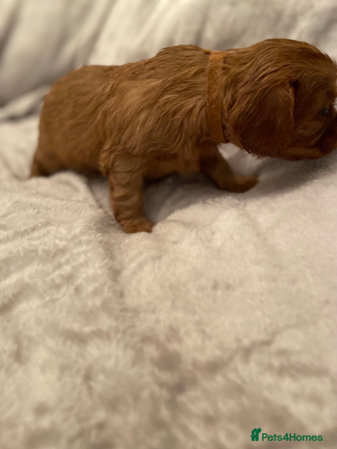 Cavalier King Charles Spaniel dogs for sale: Exceptional, ruby pure bred Cavaliers - Advert 2