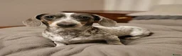 Miniature Dachshund dogs for sale: Miniature Dachshund Puppies Ready To Reserve - Advert 10