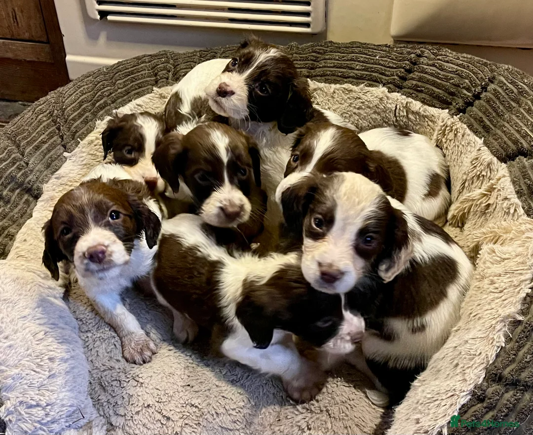 English Springer Spaniel dogs for sale: Spring into Spring with a lovely Springer - Advert 15