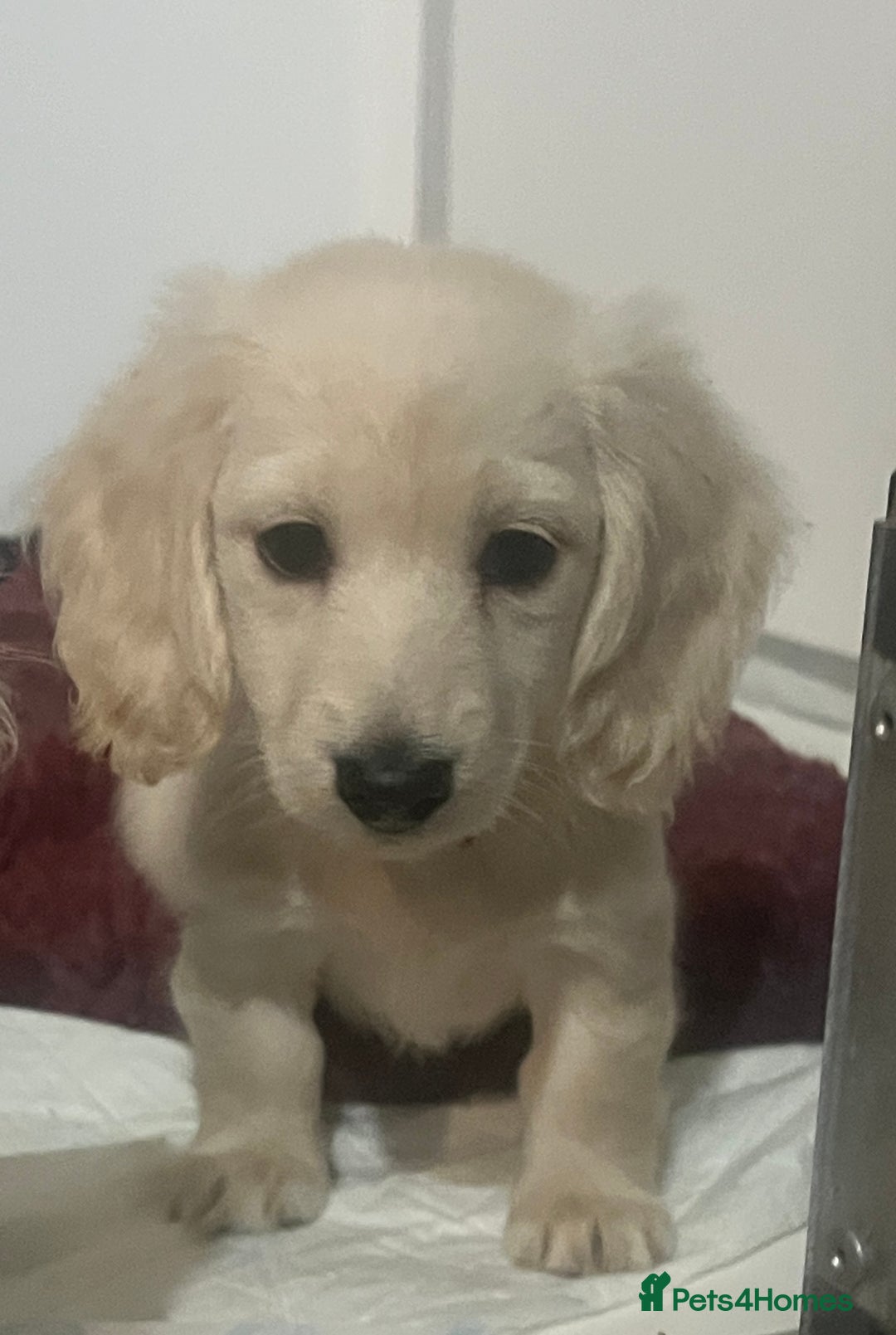 Miniature Dachshund dogs for sale: Very pale cream puppies available - Advert 3