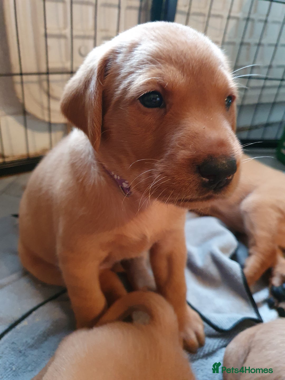 Labrador Retriever dogs for sale: **Only 2 Girls Left** Fox Red Labrador Puppies - Image 19