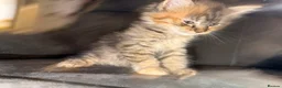 Maine Coon cats for sale: Stunning Maine Coon X Kittens Needing New Homes! - Advert 29