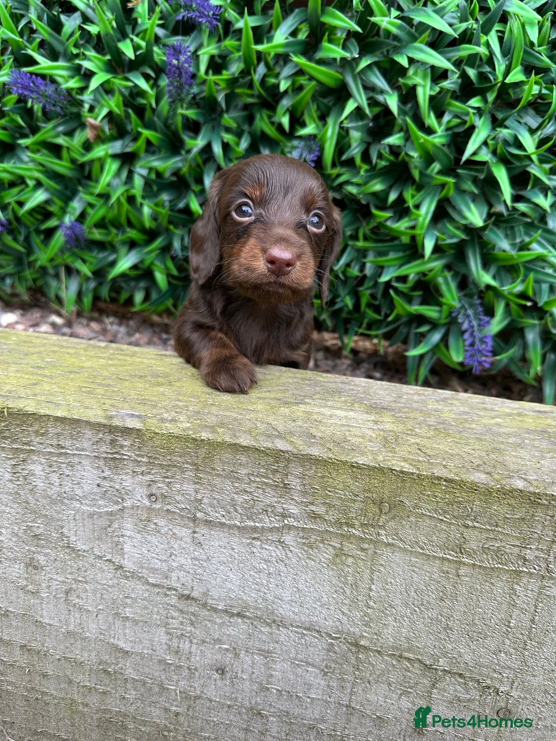 Miniature Dachshund dogs for sale: Long Haired Miniature Dachshund puppies - Image 13