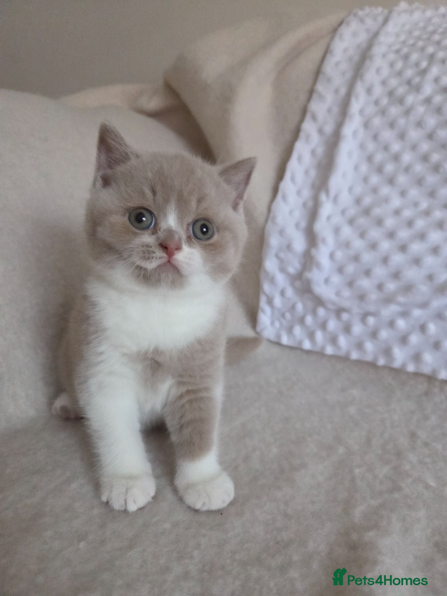 British Shorthair cats  British shorthair kittens ready end of August  - Advert 2