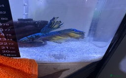 Bettas fish for sale: Betta fish seeking homes  - Image 8