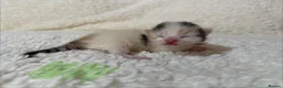 Mixed Breed cats for sale: Gorgeous litter of kittens - Advert 12