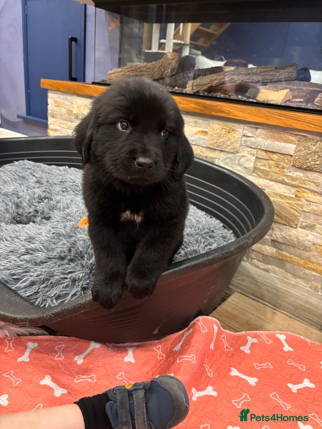 Newfoundland dogs for sale: Newfoundland puppies - Image 13