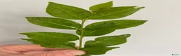 Stick Insects invertebrates for sale: Price per Baby Indian Stick Insect - Advert 4