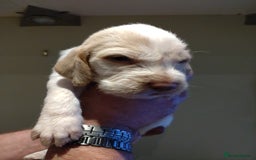 Italian Spinone dogs for sale: A beautiful litter of Italian Spinones  - Image 15