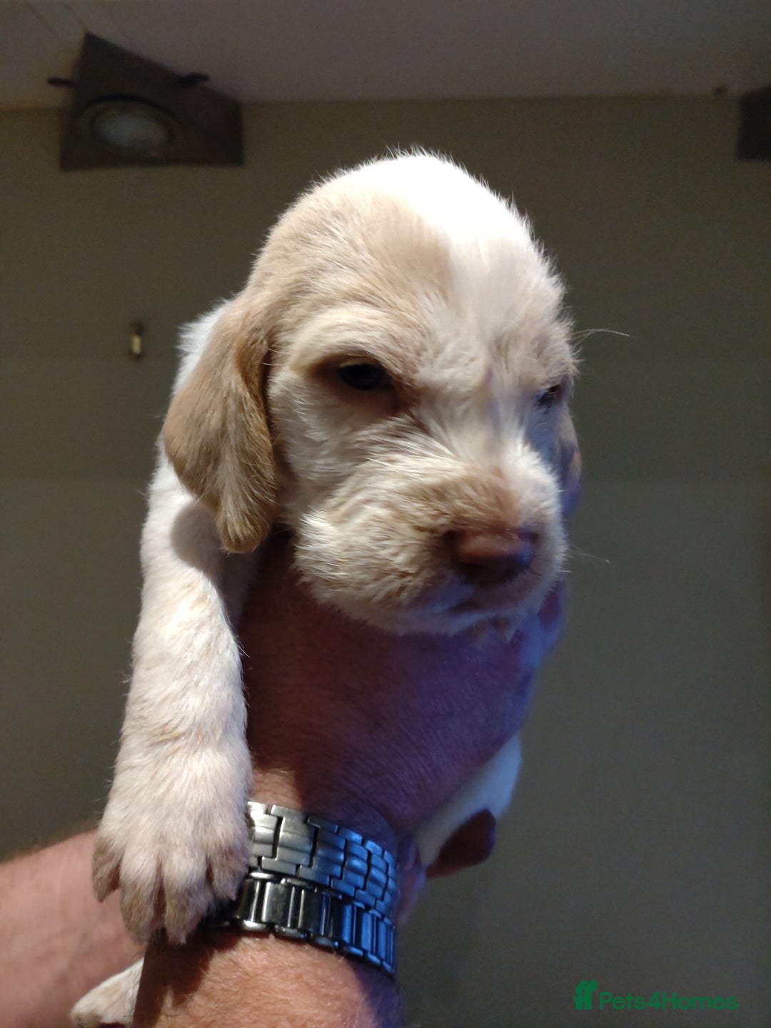 Italian Spinone dogs for sale: A beautiful litter of Italian Spinones  - Image 15