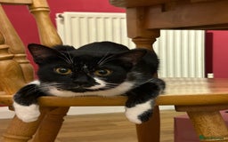 Domestic Shorthair cats for sale: Binkey  - Image 8