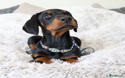 Dobermann dogs for sale: International Champion Pedigree -Cezarblue Kennel - Image 27