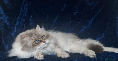 Siberian cats - Advert 11