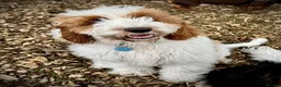 Poodle dogs for stud: Rare Red Tuxedo Moyen Poodle Stud - Advert 19