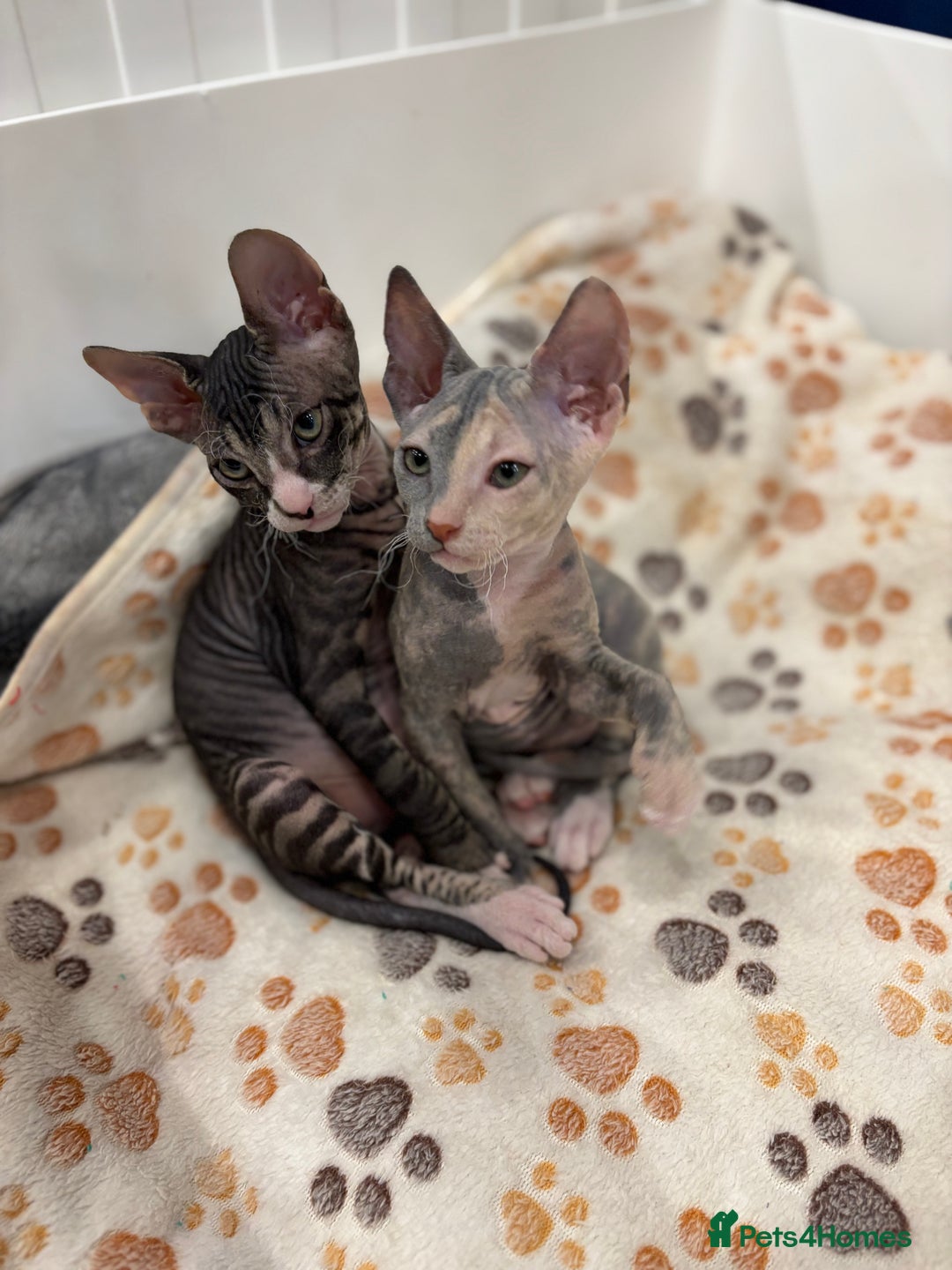 Sphynx cats for sale: Donskoy - Advert 2