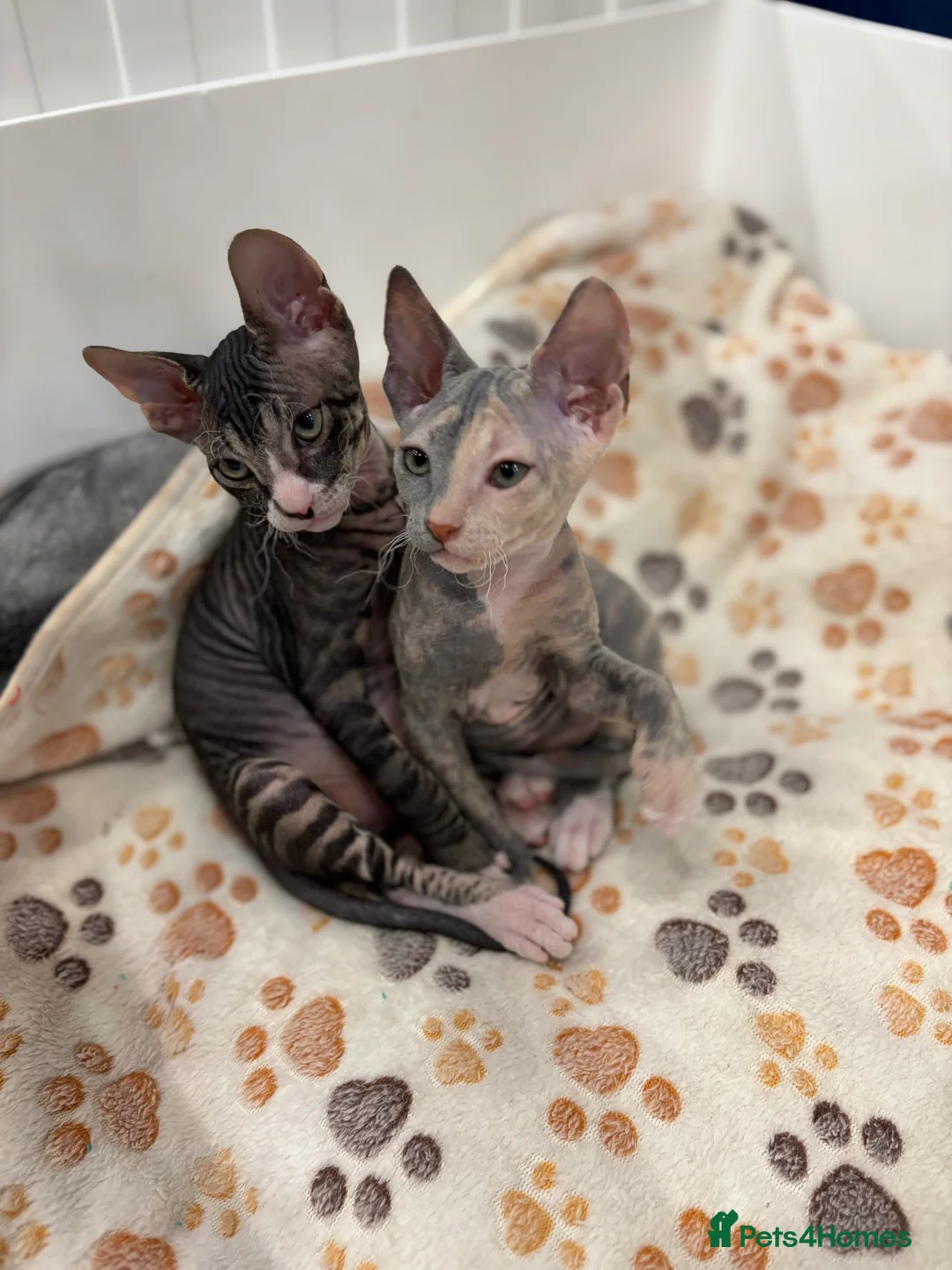 Sphynx cats for sale: Donskoy - Advert 2
