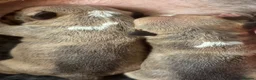 Miniature Bull terrier dogs for sale: Miniature Bull Terrier  in Neath - Advert 4