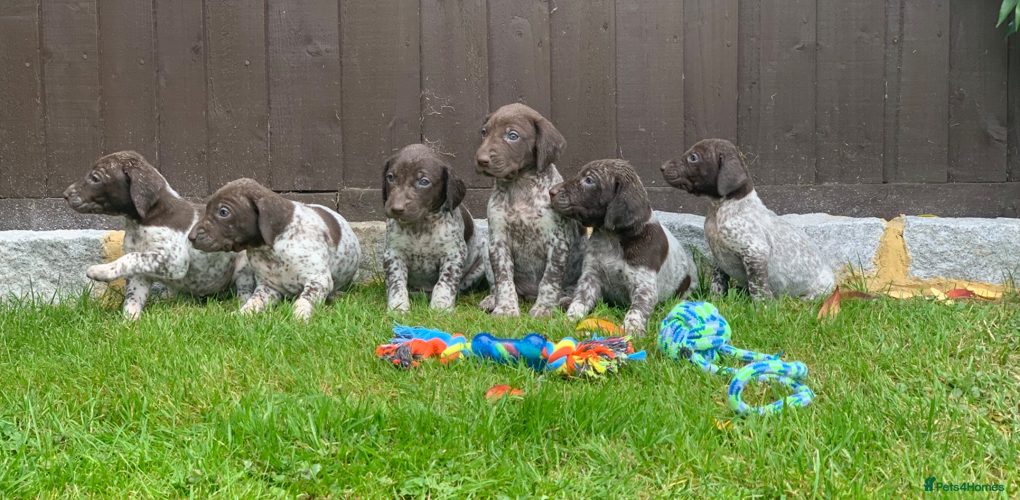 German Shorthaired Pointer dogs for sale: TOP CLASS GERMAN SHORTHAIRED POINTER PUPPIES  - Advert 1
