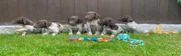German Shorthaired Pointer dogs for sale: TOP CLASS GERMAN SHORTHAIRED POINTER PUPPIES  - Advert 1