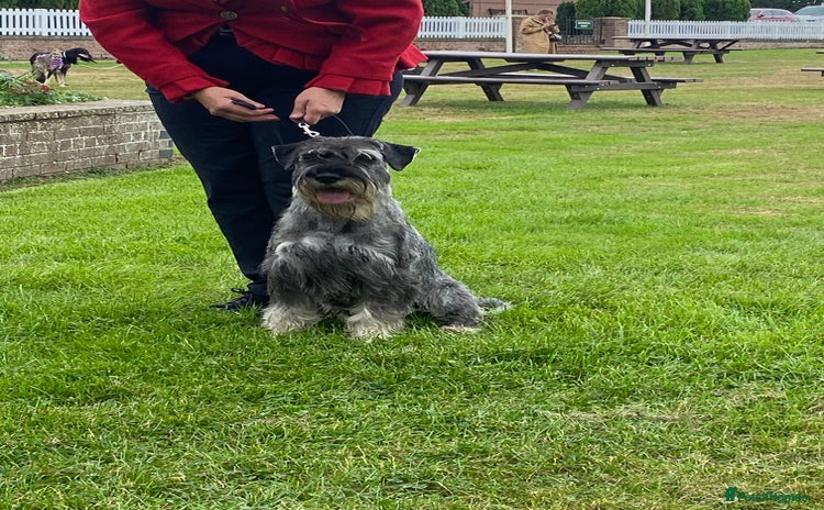 Schnauzer dogs - Advert 1