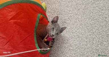 Russian Blue cats - Advert 14