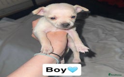Chihuahua dogs for sale: 2 beautiful pups for sale - Image 4