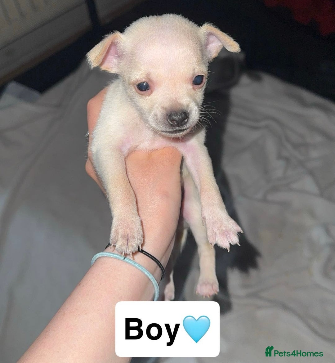 Chihuahua dogs for sale: 2 beautiful pups for sale - Image 4