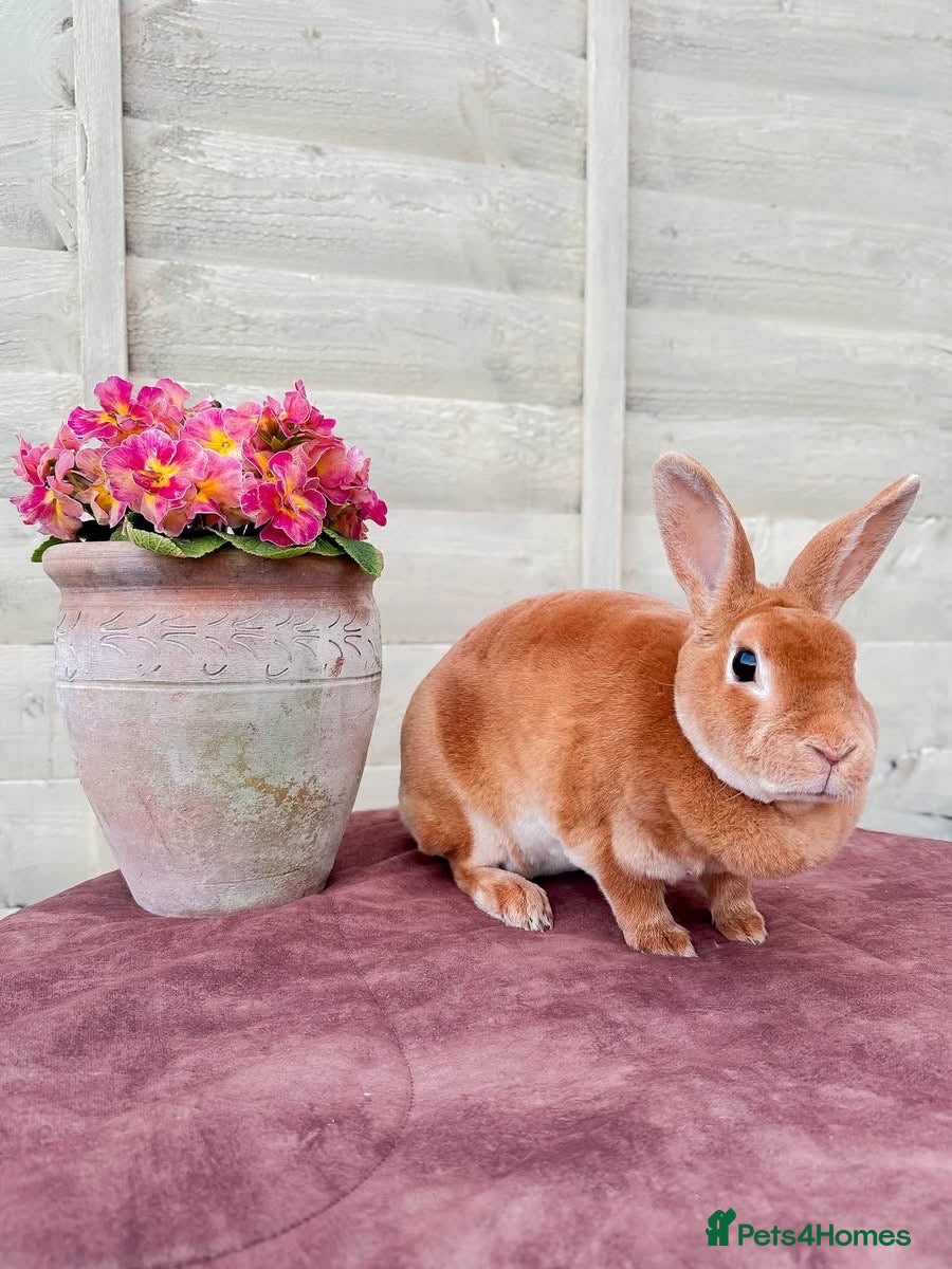 Rex rabbits Beautiful Orange Mini Rex doe - Advert 5