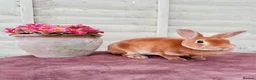 Rex rabbits for sale: Beautiful Orange Mini Rex doe - Advert 1