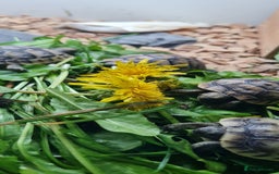 Tortoise reptiles for sale: Beautiful Baby Spur Thigh Tortoises  - Image 6