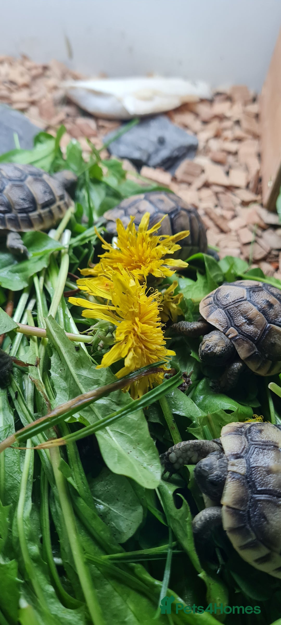 Tortoise reptiles for sale: Beautiful Baby Spur Thigh Tortoises  - Image 6