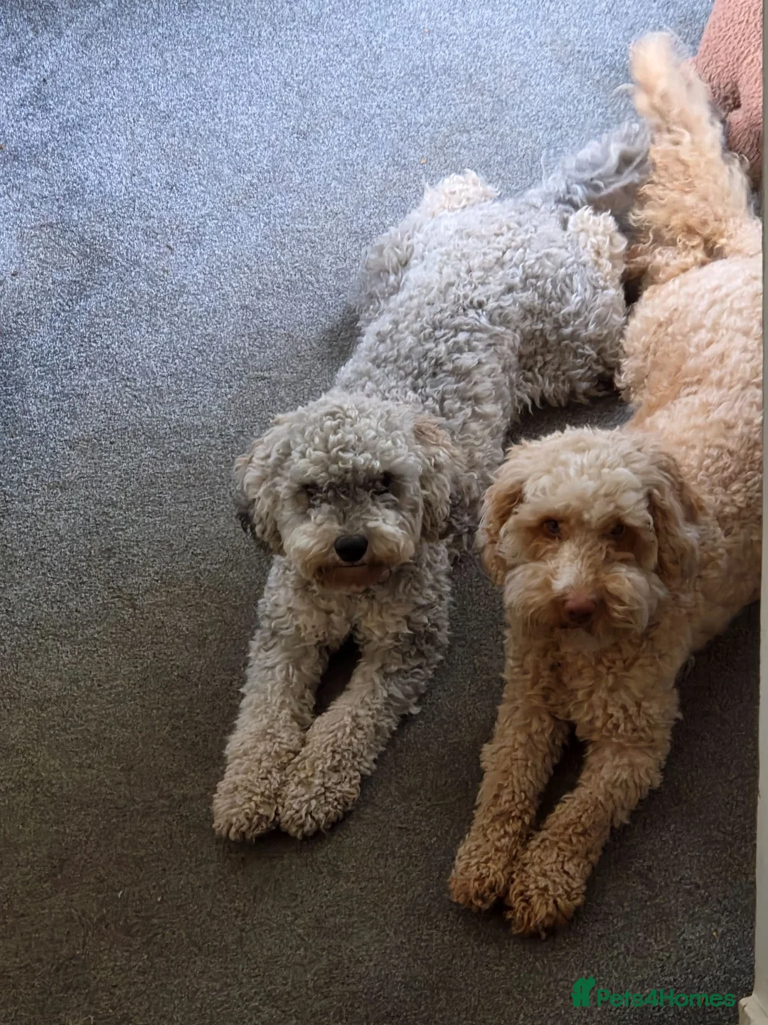 Cockapoo dogs for sale: 5 Beautiful Cockapoo Puppies in Stone - Advert 2
