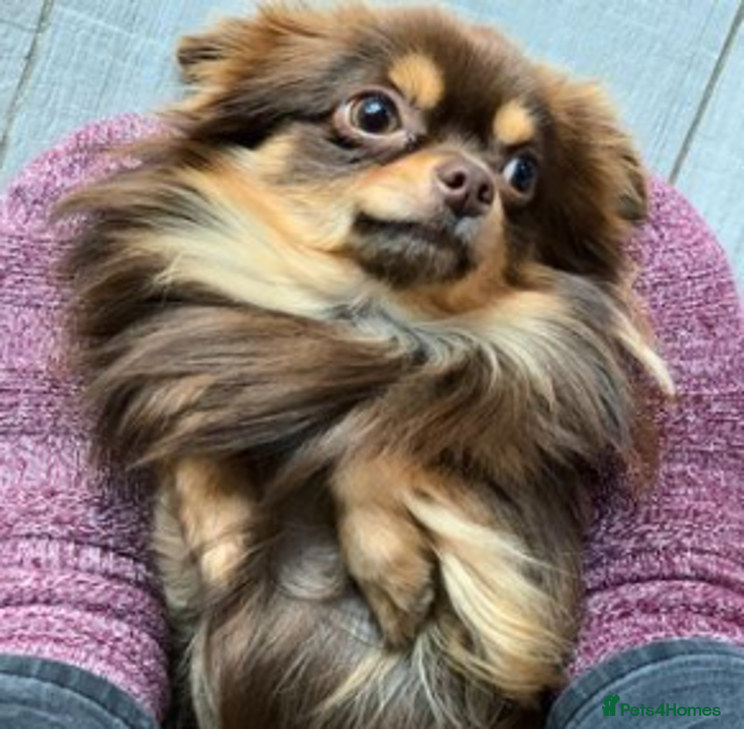 Chihuahua dogs for stud: Long coat chihuahua for stud (not for sale). in Surbiton - Image 2