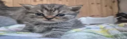 British Shorthair cats for sale: 🧡STUNNING TABBY BSH-MUM IMPORTED FROM FRANCE🇫🇷  in Tadworth - Advert 10